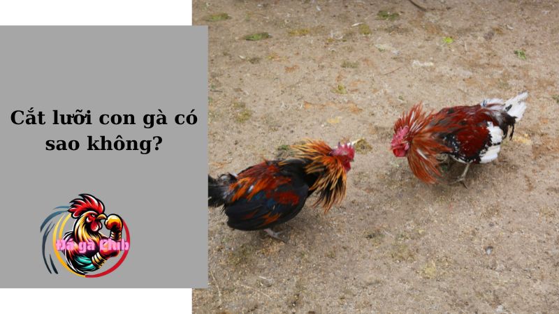 Cắt lưỡi con gà có sao không?