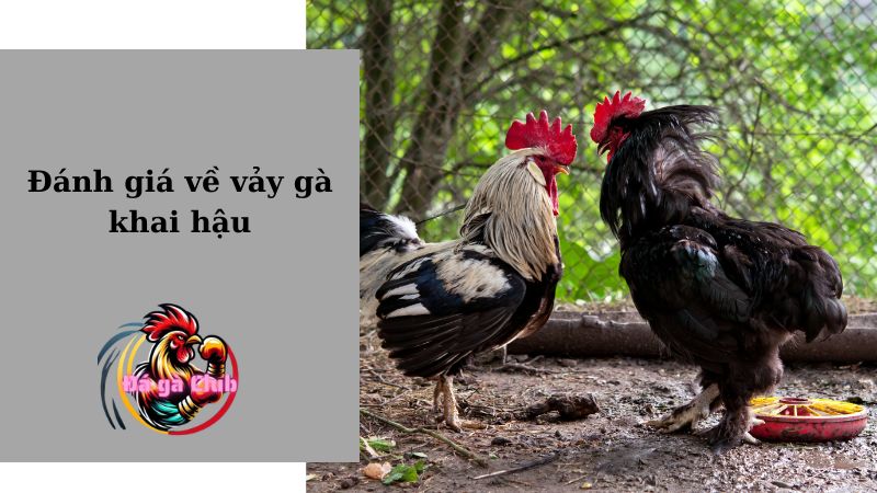 Đánh giá về vảy gà khai hậu