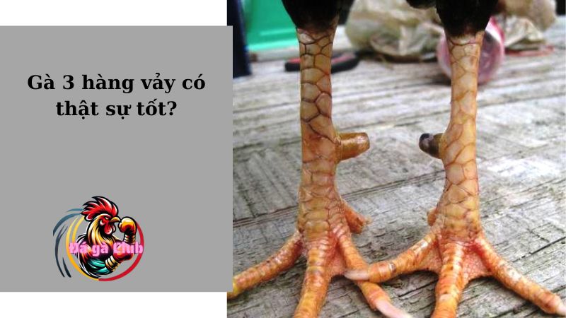 Gà 3 hàng vảy có thật sự tốt?