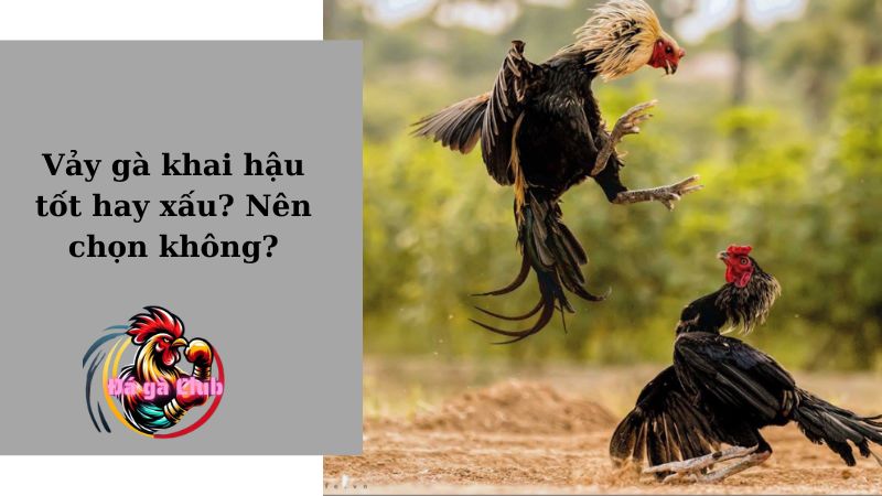 Vảy gà khai hậu tốt hay xấu? Nên chọn không?