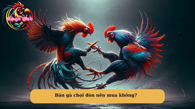 Bán gà chọi đòn nên mua không?