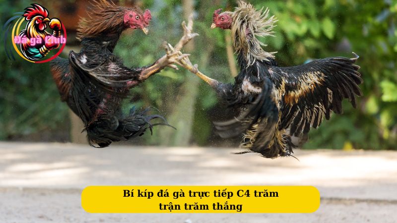 Bí kíp đá gà trực tiếp C4 trăm trận trăm thắng