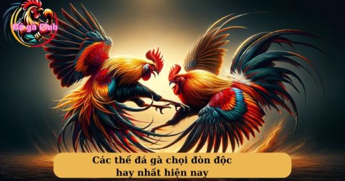 Gà đá đòn độc – Cách xem đá gà đòn những đòn chết gà