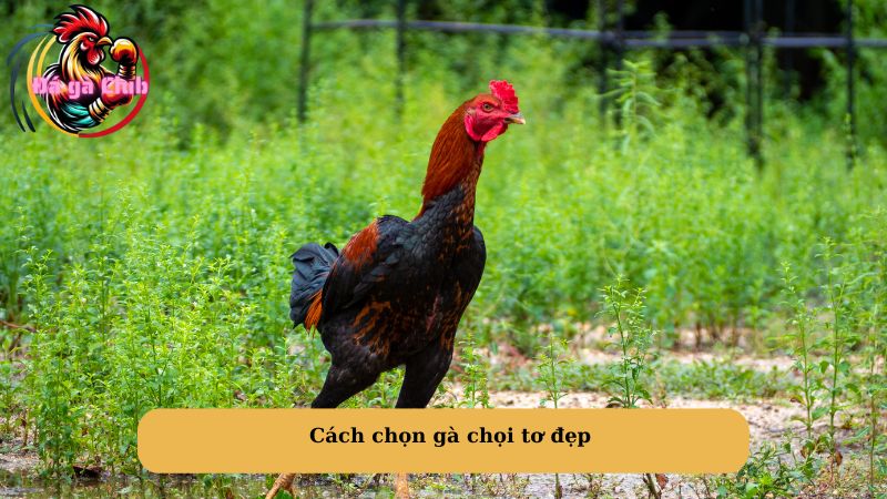 Cách chọn gà chọi tơ đẹp