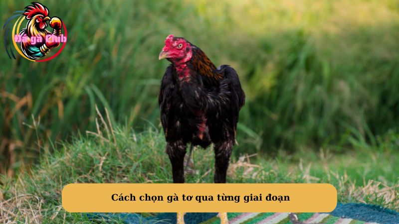 Cách chọn gà tơ qua từng giai đoạn