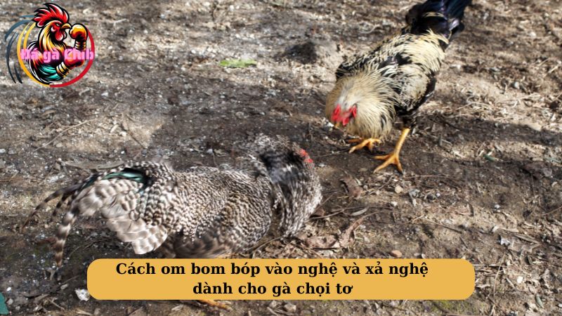 Cách om bom bóp vào nghệ và xả nghệ dành cho gà chọi tơ