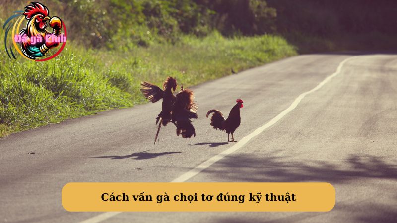 Cách vần gà chọi tơ đúng kỹ thuật