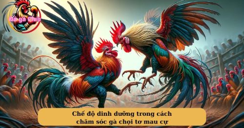 Cách chăm sóc gà chọi tơ nhất định sư kê phải biết