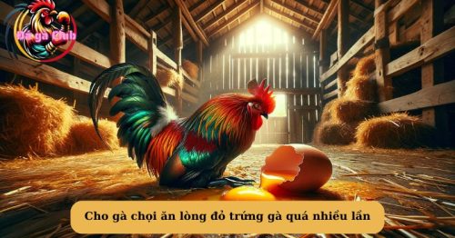 Cho gà chọi ăn lòng đỏ trứng gà không đúng cách có hại như thế nào?