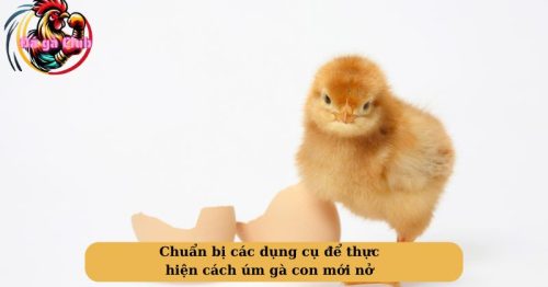 Cách úm gà con mới nở hiệu quả đúng kỹ thuật