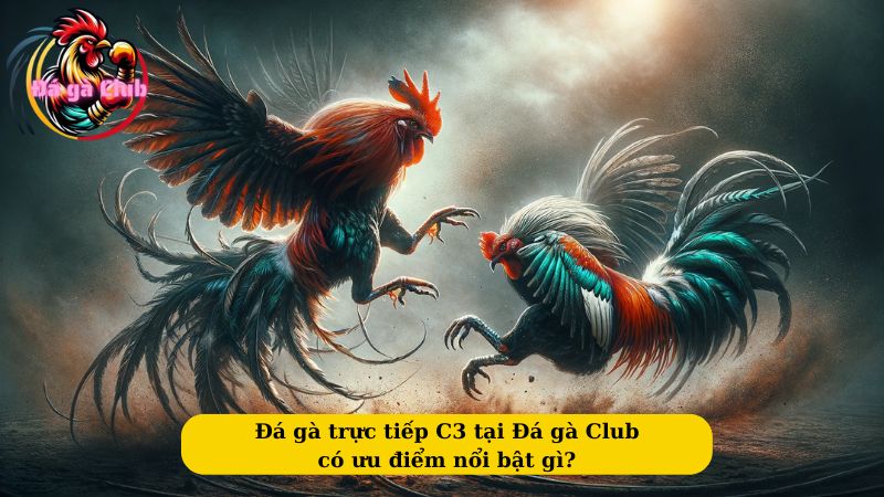 Đá gà trực tiếp C3 tại Đá gà Club có ưu điểm nổi bật gì?