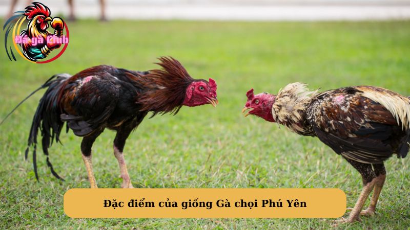 Đặc điểm của giống Gà chọi Phú Yên