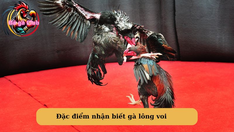 Đặc điểm nhận biết gà lông voi