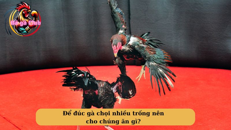 Để đúc gà chọi nhiều trống nên cho chúng ăn gì? 