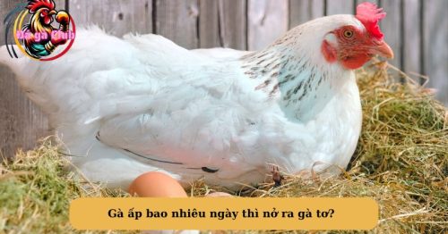 Gà ấp bao nhiêu ngày thì nở? Có nên ấp gà bằng máy không?