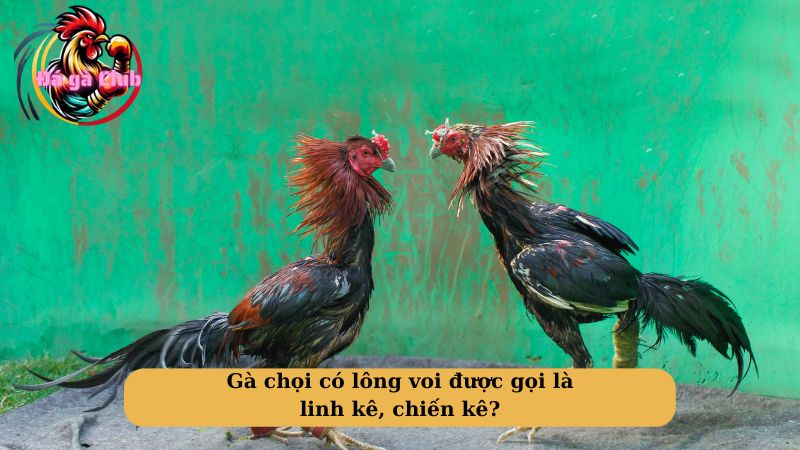 Gà chọi có lông voi được gọi là linh kê, chiến kê?