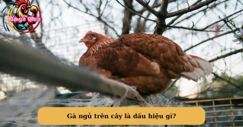 Tại sao gà ngủ trên cây? Gà ngủ trên cây có tốt hay không?