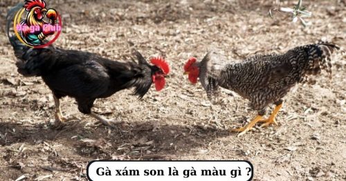 Thông tin chi tiết giống gà xám son, cách phân biệt gà xám son