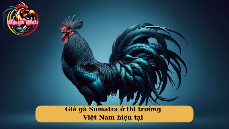 Giá gà Sumatra ở thị trường Việt Nam hiện tại