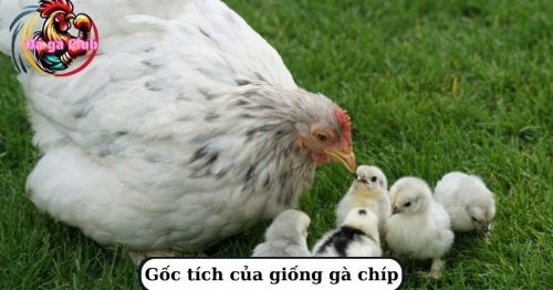 Gà chíp là gì? Đặc điểm và giá gà chíp hiện nay