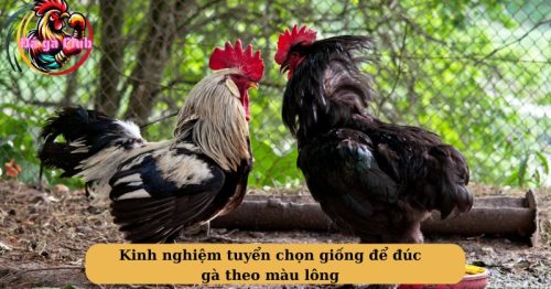 Kỹ thuật đúc gà theo màu lông hiệu quả nhất theo kinh nghiệm của sư kê