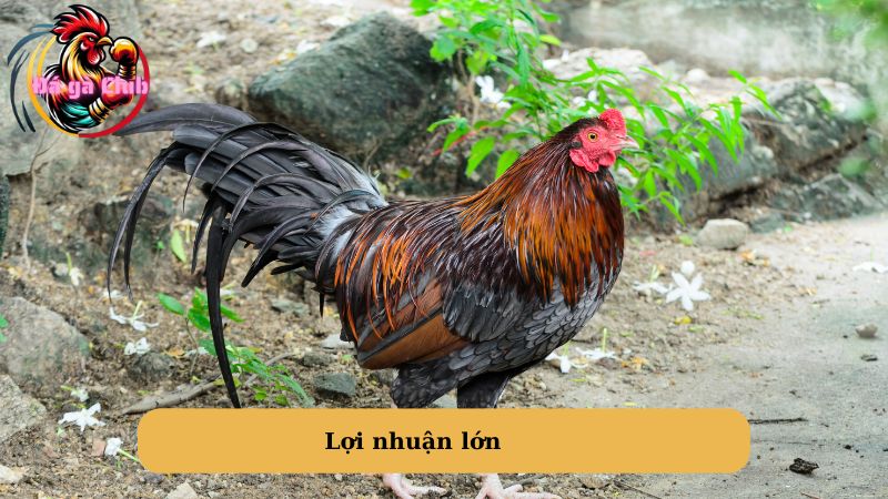 Lợi nhuận lớn