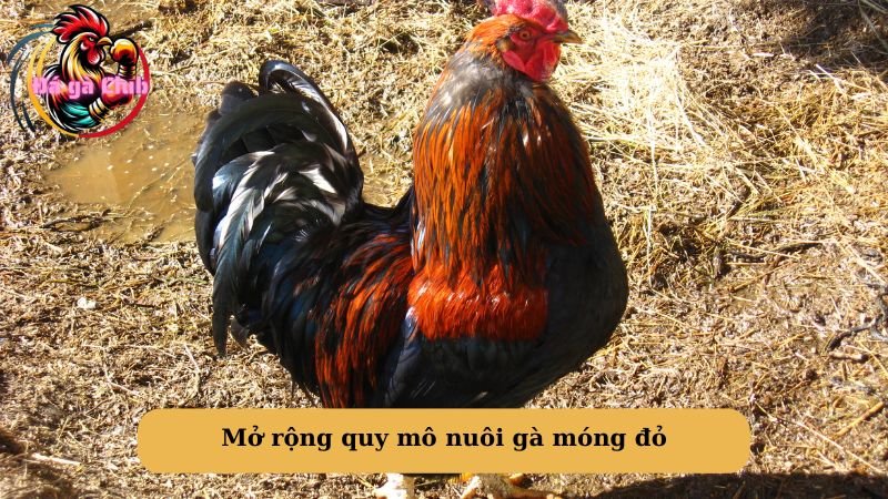 Mở rộng quy mô nuôi gà móng đỏ