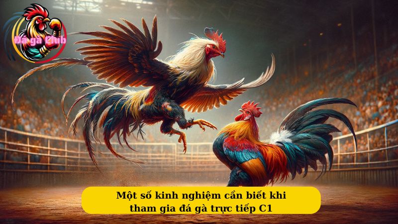 Một số kinh nghiệm cần biết khi tham gia đá gà trực tiếp C1