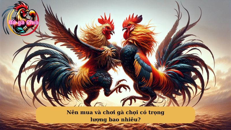 Nên mua và chơi gà chọi có trọng lượng bao nhiêu?