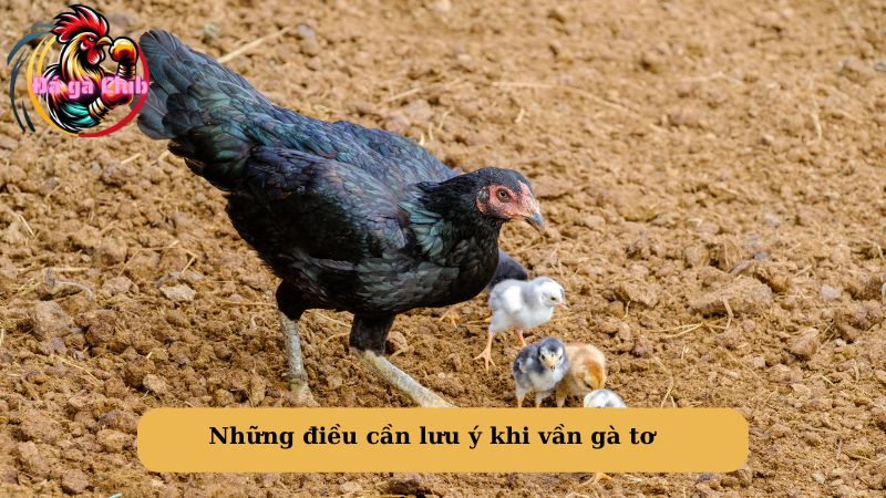 Những điều cần lưu ý khi vần gà tơ