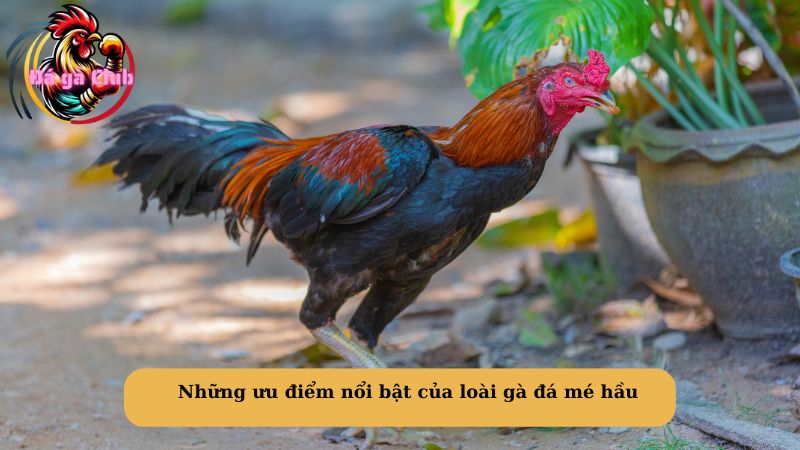 Những ưu điểm nổi bật của loài gà đá mé hầu