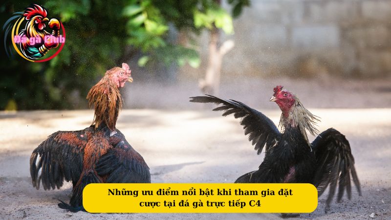 Những ưu điểm nổi bật khi tham gia đặt cược tại đá gà trực tiếp C4