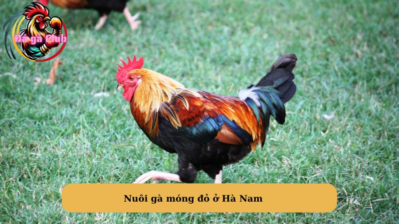 Nuôi gà móng đỏ ở Hà Nam