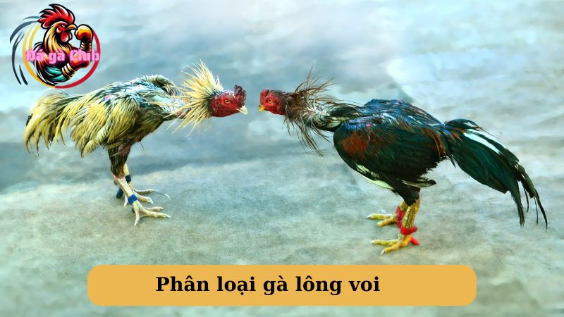 Phân loại gà lông voi