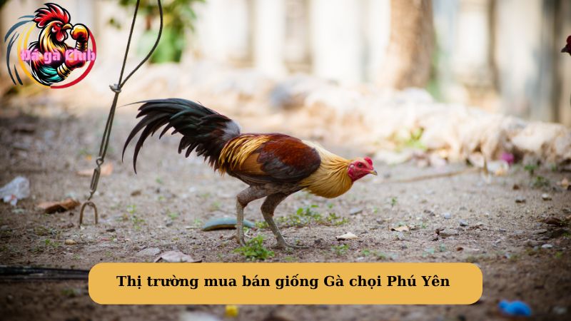 Thị trường mua bán giống Gà chọi Phú Yên