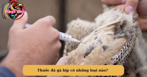 Thuốc đá gà bịp được các sư kê dùng thông dụng hiện nay