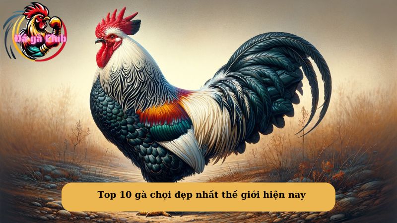 Top 10 gà chọi đẹp nhất thế giới hiện nay