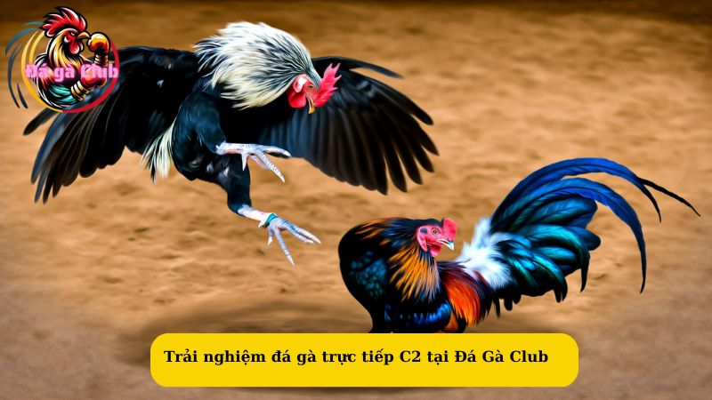 Trải nghiệm đá gà trực tiếp C2 tại Đá Gà Club