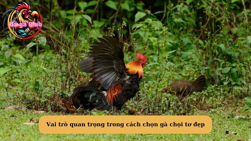 Vai trò quan trọng trong cách chọn gà chọi tơ đẹp