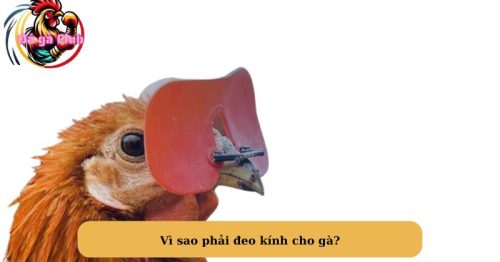 Hướng dẫn kỹ thuật đeo kính cho gà mang đến nhiều lợi ích cho chiến kê