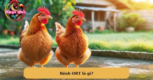 Bệnh ORT và phác đồ điều trị bệnh hiệu quả