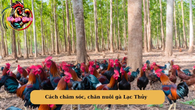 Cách chăm sóc, chăn nuôi gà Lạc Thủy