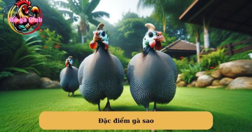 Gà Sao – Viên ngọc quý trong ngành chăn nuôi