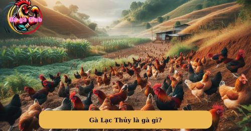 Gà Lạc Thủy đặc điểm sinh trưởng và phát triển