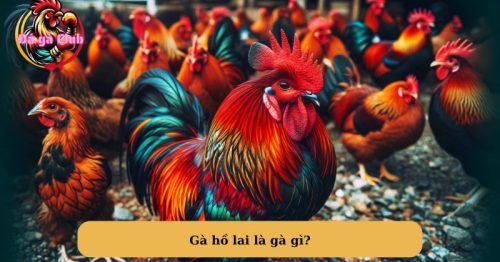 Gà hồ lai là gì? Giống gà dễ nuôi có giá trị kinh tế cao