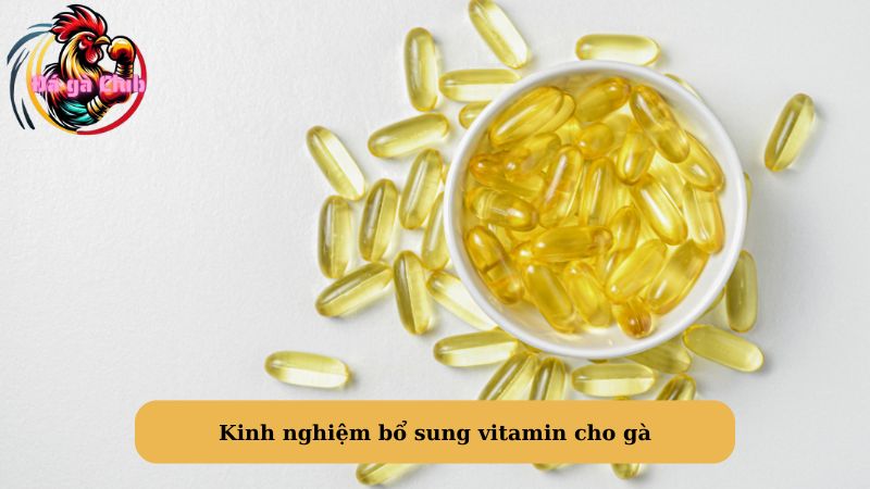 Kinh nghiệm bổ sung vitamin cho gà