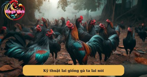 Kinh nghiệm và phương pháp gà ta lai nòi hiệu quả