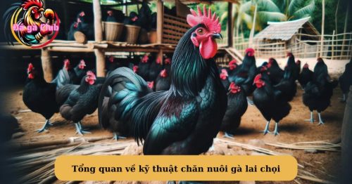 Nguồn gốc gà lai chọi? Kỹ thuật chăn nuôi gà lại chọi năng suất