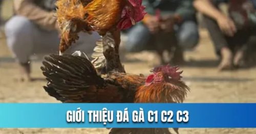 Trực Tiếp Đá Gà C1, C2, C3: Những Trận Đấu Kịch Tính